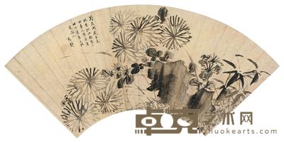 邢慈静 菊石图 扇面 17×46cm