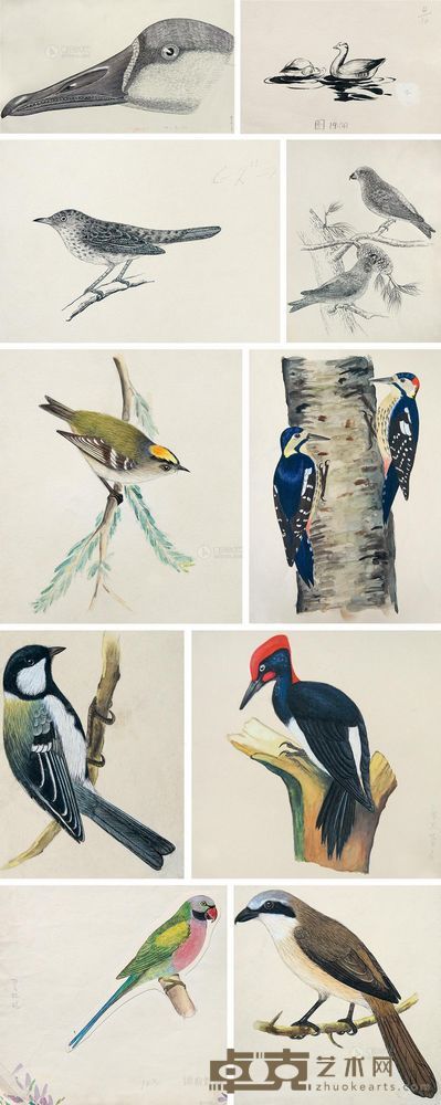 佚名 约作于20世纪70年代作 鸟类—《大百科全书》配图 （十帧） 尺寸不一
