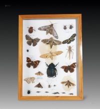 20世纪末期 蝴蝶标本
