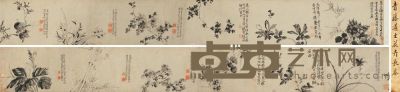 徐渭 花卉 手卷 30.5×516cm