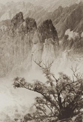 郎静山 1934年作 春树奇峰