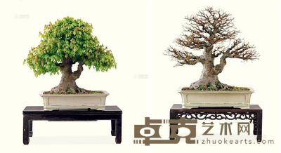 树种:三角枫 75×88cm