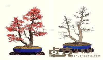 树种:槭树 68×65cm