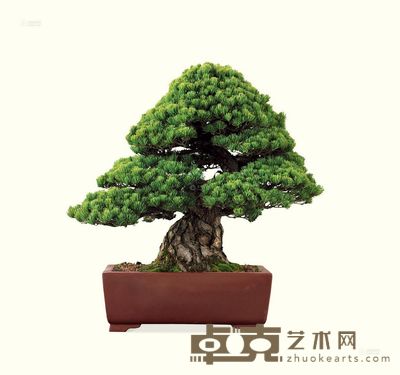 树种:大阪松 80×90cm