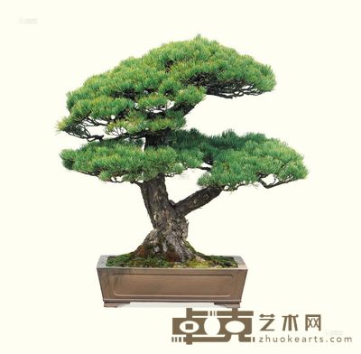 树种:大阪松 77×85cm