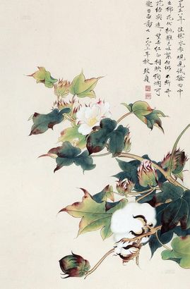 俞致贞 棉花图 镜框