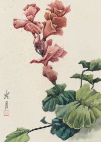 陶冷月 木槿花