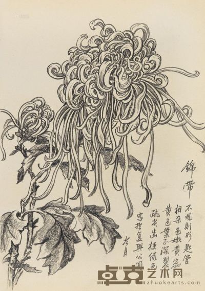 陶冷月 锦带 27×19cm