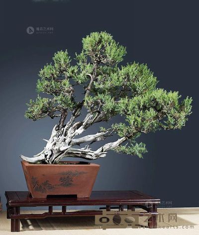 树种/刺柏(一本多干) 70×90cm