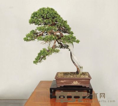树种/真柏(系鱼川) 67×86cm
