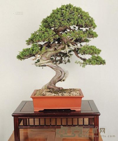 树种/真柏（系鱼川） 75×74cm