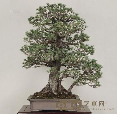 树种/三杆五针松 100×80cm