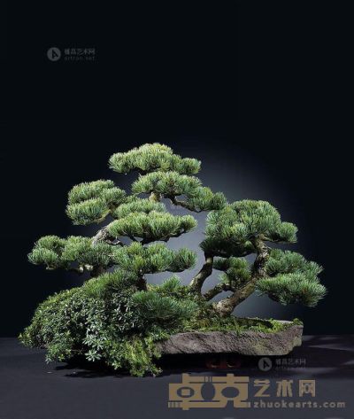 树种/大阪松（和载大阪） 62×97cm
