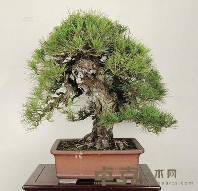 树种/黑松 70×76cm