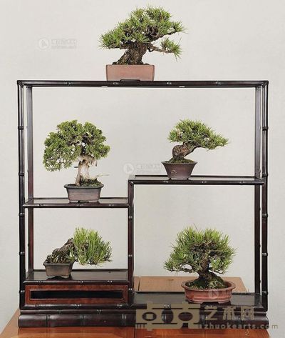 树种/黑松 (五件一组) 80×80cm