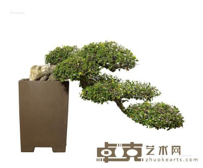 榆树 52×70cm