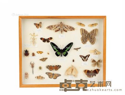 20世纪末期 大蝴蝶标本 长51×宽42cm
