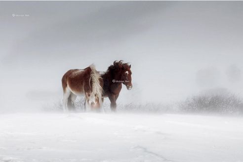 李刚     雪原·马
