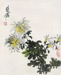 林暖苏 菊花