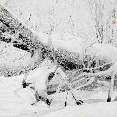 吴鸥 封雪 镜心