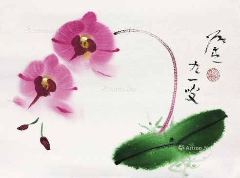 张杰 蝴蝶兰