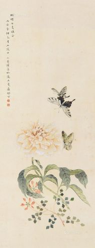陆眉 花卉