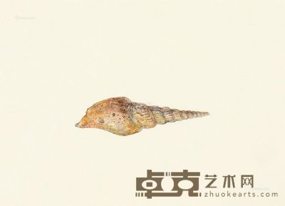螺 水彩画 30.5×23cm