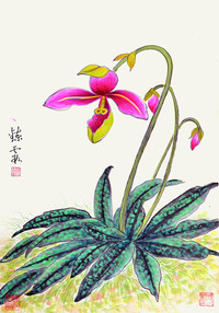 周炼霞  花卉