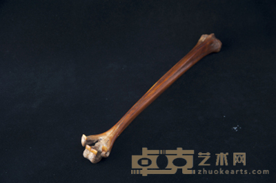 肋骨不求人 长:39cm