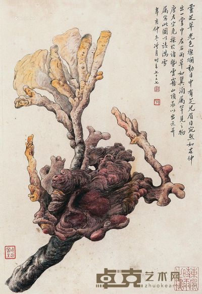 陶冷月 灵芝 40×26cm