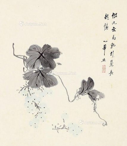 白心华 花卉