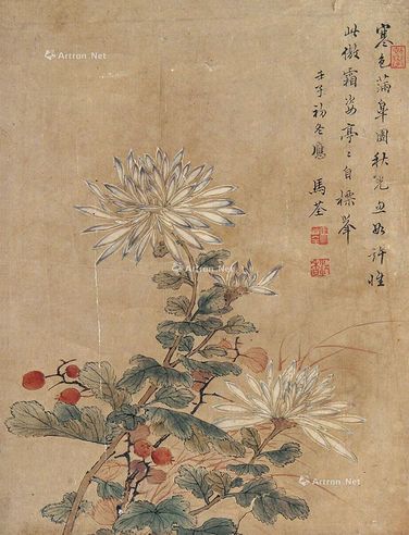 马荃 花卉