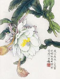 檀东铿 昙花