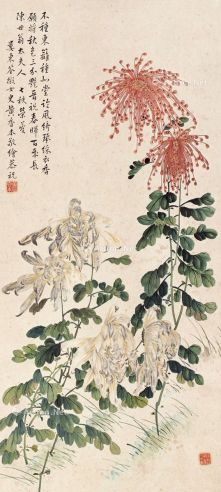 黄香本 菊