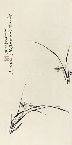 白蕉 兰花