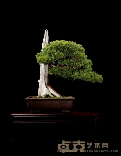真柏 高:90cm 飘长:80cm 直径:30cm<br>树龄:约150年