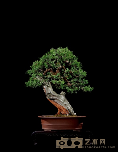 真柏 高:95cm 宽:70 cm 直径:18cm<br>树龄:约200年