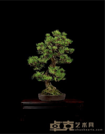 黑松 高:80cm 宽:60cm 直径:9cm<br>树龄:约180年 盆