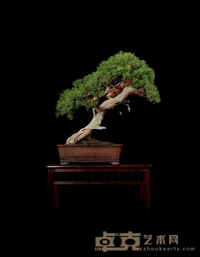 真柏 高:77cm 宽:70cm 直径:12cm<br>树龄:约100年