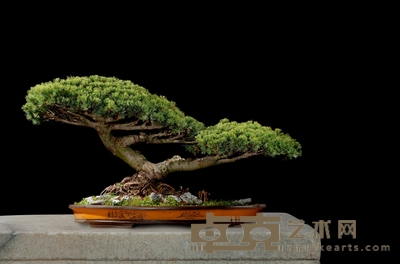 大阪松 高:70cm 宽:140cm 直径:20cm<br>树龄:约30年
