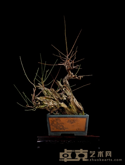 梅桩 高:80cm 宽:80cm 直径:30cm<br>树龄:约150年