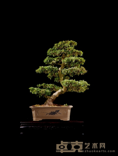 杜鹃 高:70cm 宽:80cm 直径:10cm<br>树龄:约40年 盆
