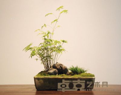 清早期 汉白石石盆(配菖蒲) 长27cm;宽16cm;高6cm