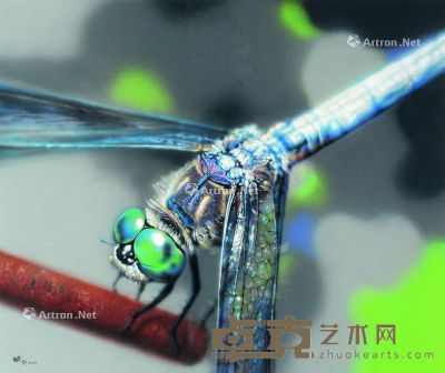 曹静萍 蜻蜓 60×50cm