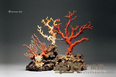 珊瑚树摆件 高35.5cm