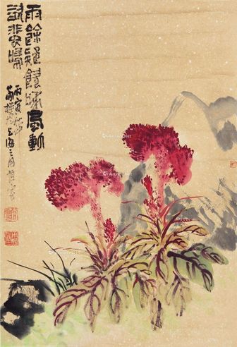 曹简楼 鸡冠花