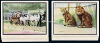 民国时期英美烟公司出品“世界兽类图”香烟画片全套 (五十枚)