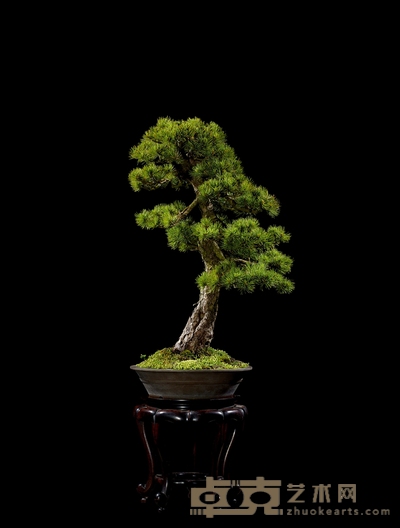 五针松 高:67cm 宽:45cm 直径:10cm