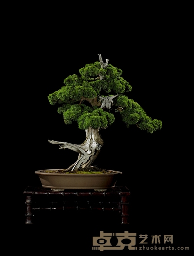 真柏 高:80cm 宽:85m 直径:25cm