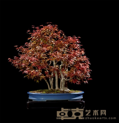 红枫 高:85cm 宽:100cm 直径:27cm